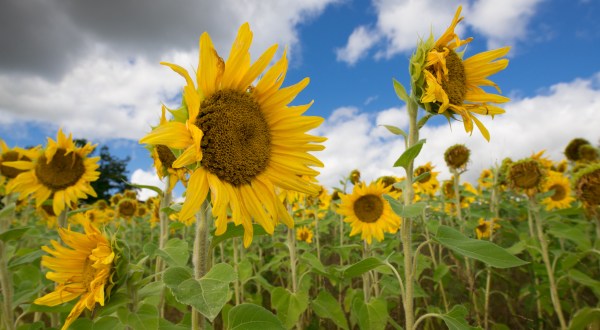 Most People Don’t Know About This Magical Sunflower Field Hiding Near Cleveland