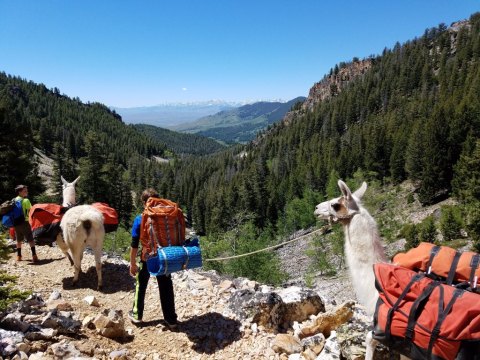 Go Llama Hiking Through The Wilderness On This Unforgettable Idaho Adventure