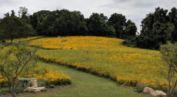 Get Lost In A Field Of Color At This Enchanting Meadow Near Pittsburgh