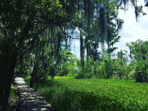 The Underrated Natural Wonder Every Louisianan Should See At Least Once