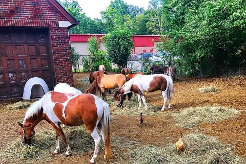 There’s A Pony Farm Near Detroit And You’re Going To Love It