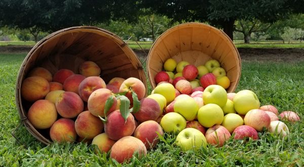 If You Only Visit One Tennessee Orchard This Year Make It This One