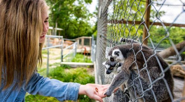 Most People Don’t Know This Missouri Zoo And Adventure Park Even Exists