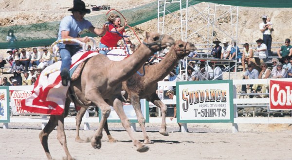 Nevada’s Camel Races May Just Be The Most Extraordinary Thing You’ve Ever Seen