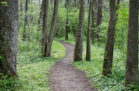 Hike The Woodsy Trail In Delaware That Offers Shade From The Summer Sun