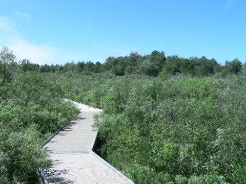 This Minnesota Park Has Endless Boardwalks And You'll Want To Explore Them All