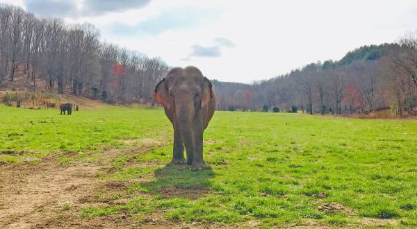 There’s So Much To Love About This Unique Elephant Sanctuary Just Outside Of Nashville