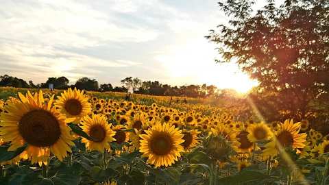 This Stunning Sunflower Field In Cincinnati Is Now In Full Bloom And You Have To See It For Yourself