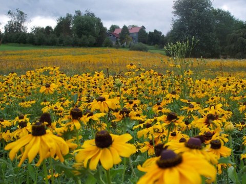 If There's Any Time To Visit This One-Of-A-Kind Pennsylvania Flower Farm, This Summer Is It