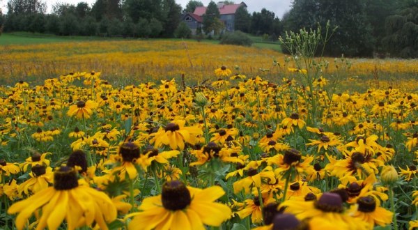 If There’s Any Time To Visit This One-Of-A-Kind Pennsylvania Flower Farm, This Summer Is It