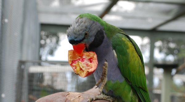 Most People Don’t Know About This Parrot Sanctuary Hiding In Hawaii