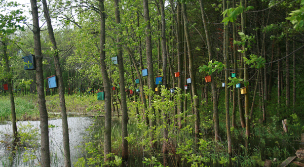 This Mysterious Birdhouse Forest Hiding In Vermont Is Like Something From A Dream