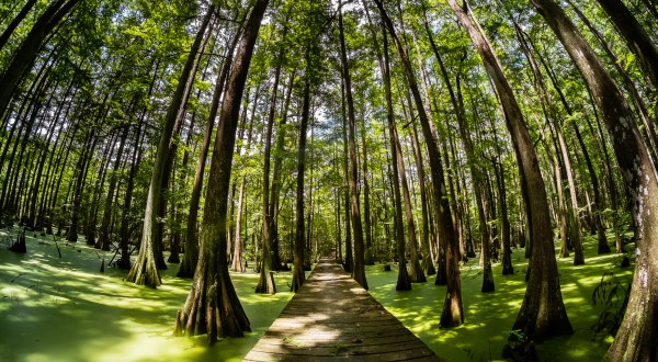 This Louisiana Park Has Endless Boardwalks And You’ll Want To Explore Them All
