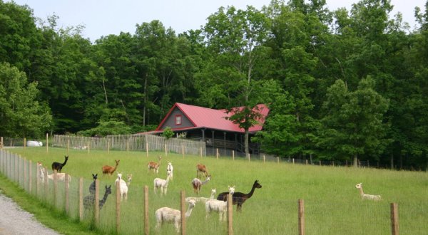 The One-Of-A-Kind Farm In Nashville Where You Can See Alpacas Up Close
