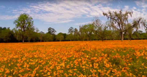 Get Lost In A Field Of Color At This Enchanting Wildflower Meadow In Florida