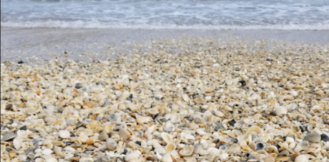 The One Beach In Texas That's Absolute Paradise If You Love Hunting For Seashells