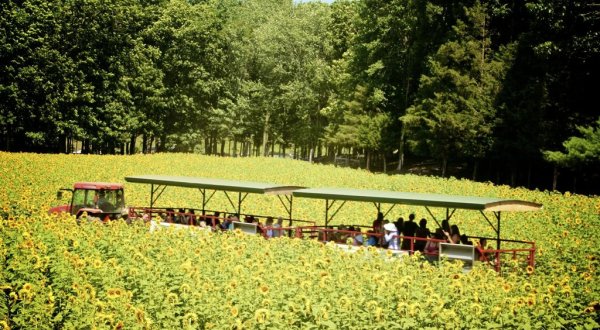 Connecticut Comes Alive With Color At This Incredible Sunflower Festival