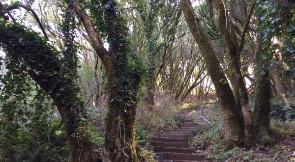 This Stunning Staircase Hike Through The Woods In Northern California Is Worth Every Step