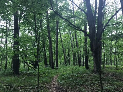 The Secret Garden Hike In Michigan Will Make You Feel Like You’re In A Fairytale