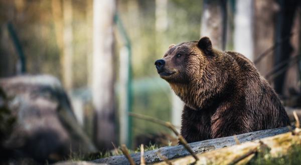 The One Place In Alaska Where You’re More Likely To Spot A Bear Than Almost Anywhere In The U.S.