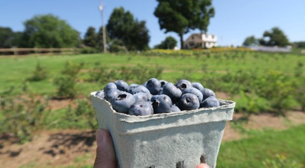 The Magical Farm In Virginia Where You Can Pick Your Own Blueberries