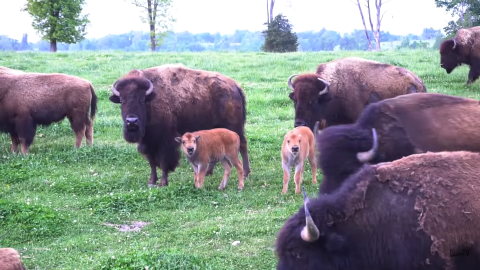 Few People Know You Can Spend The Night At Arkansas' Only Buffalo Farm