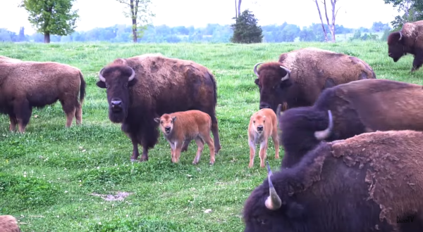 Few People Know You Can Spend The Night At Arkansas’ Only Buffalo Farm