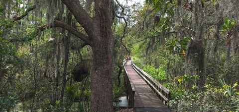 The Wetlands Trail In South Carolina That's Like A Walk Through Middle Earth