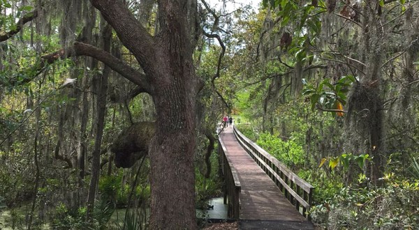 The Wetlands Trail In South Carolina That’s Like A Walk Through Middle Earth