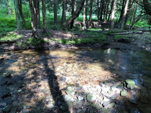 The Shady, Creekside Trail In Pennsylvania You'll Want To Hike Again And Again