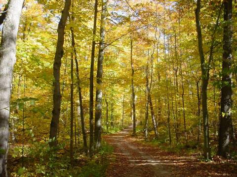 The Awesome Hike That Will Take You To The Most Spectacular Fall Foliage In Michigan