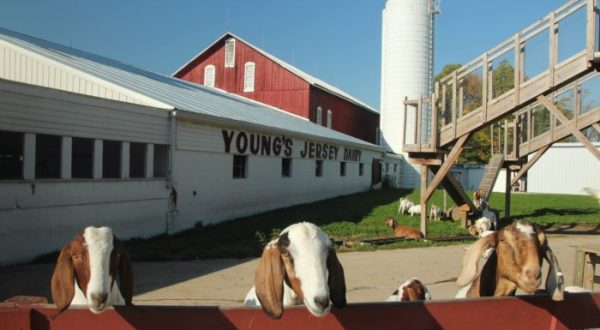 You’ll Have Loads Of Fun At This Dairy Farm In Ohio With Incredible Ice Cream And Cheese Curds