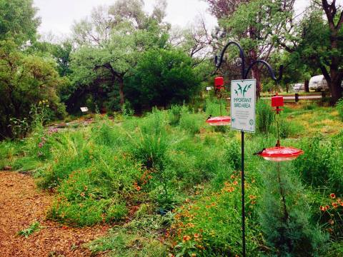 The Serene Hummingbird Garden In Arizona That's Too Beautiful For Words