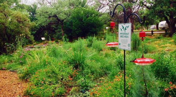 The Serene Hummingbird Garden In Arizona That’s Too Beautiful For Words