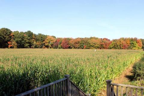 Get Lost In This Awesome 5-Acre Corn Maze In Rhode Island This Autumn