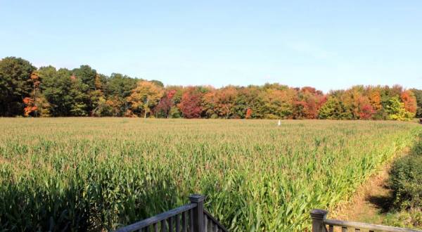 Get Lost In This Awesome 5-Acre Corn Maze In Rhode Island This Autumn