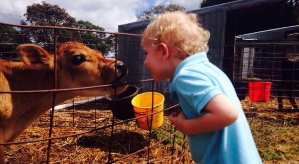 You’ll Have Loads Of Fun At This Dairy Farm In Mississippi With Incredible Ice Cream And Cheese
