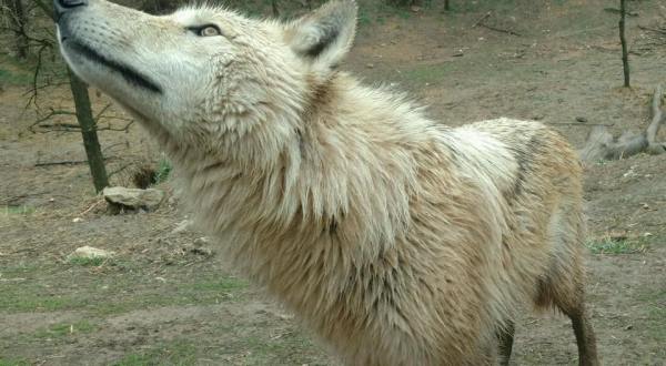 The One-Of-A-Kind Park In Nebraska Where You Can See Wolves Up Close