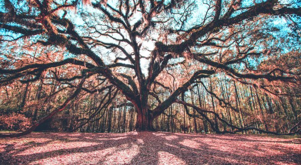 The Story Behind This Gigantic Oak Tree In Florida Is Like Something Out Of A Fairytale