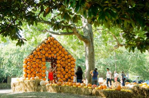7 Unbelievably Fun Fall Festivals In Nashville You Simply Can't Ignore This Year