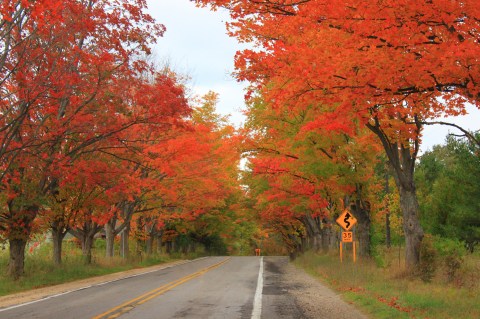 You'll Be Happy To Hear That Michigan’s Fall Foliage Is Expected To Be Bright And Bold This Year