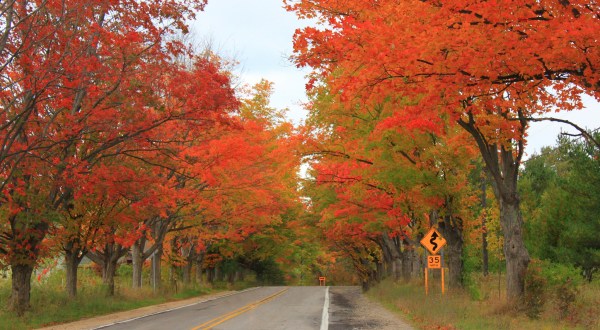 You’ll Be Happy To Hear That Michigan’s Fall Foliage Is Expected To Be Bright And Bold This Year