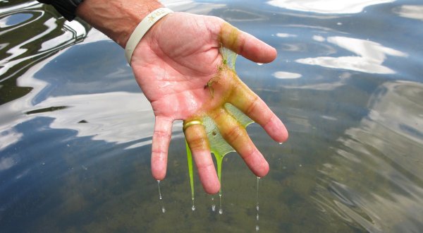 A Public Health Warning Has Been Issued For This One Connecticut Lake