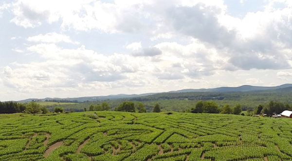 Get Lost In This Awesome 24-Acre Corn Maze In Vermont This Autumn