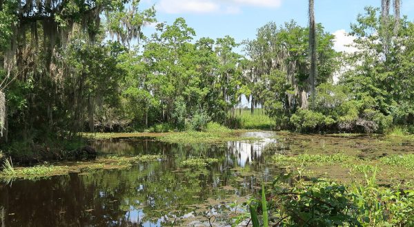 6 Louisiana Swamps So Beautiful You Have To See Them To Believe