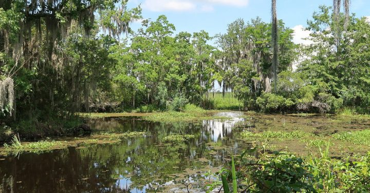 swamp tours in cameron louisiana