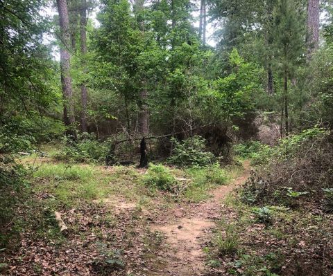 These 8 Less Traveled Trails In Louisiana Are Just Waiting To Be Explored