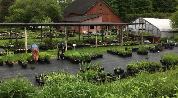 This Garden Tea Room In Vermont Is Like Something From A Fairytale