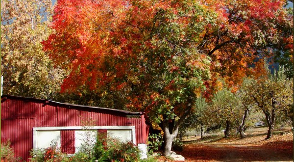 You’ll Be Happy To Hear That Southern California’s Fall Foliage Is Expected To Be Bright And Bold This Year