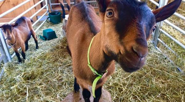 Go Goat Hiking At This Local Maine Farm For An Unforgettable Adventure